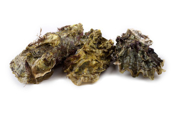 Oysters isolated on white