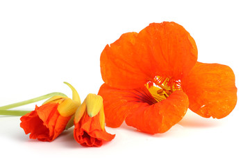 Nasturtiums isolated on white