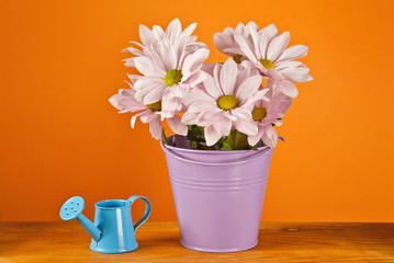 Pink daisies in purple bucket on orange background. Blue watering can near a bouquet of flowers on a wooden board.
