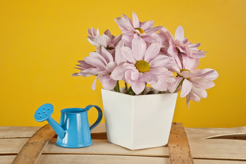 Pink daisies in a white pot on a yellow background. Blue watering can with vase on wooden board.