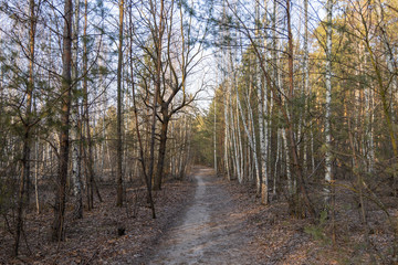 Dirt road in deciduous forest in early spring