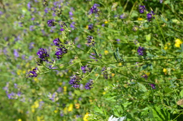 Alfalfa, Medicago sativa, is primarily a fodder plant, but it is also a wild and medicinal plant.