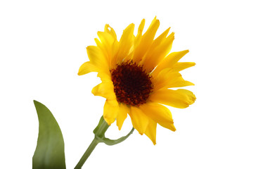 Growing calendula isolated on white