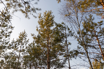 Pine in the forest against the sky.