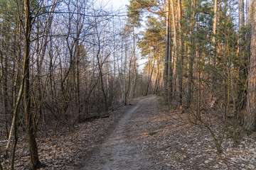 Dirt road in the coniferous forest in early spring