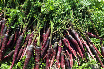 Violet carrots harvest
