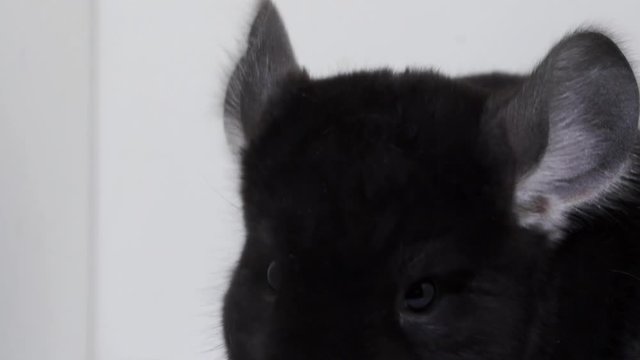 Extreme Closeup Portrait Of A Black Domestic Chinchilla Stands Up on its Hind Legs and Eating With Front Paws. White Background Studio Shot