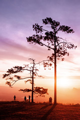 Obraz na płótnie Canvas Beautiful sunrise with silhouette pine trees at Pha Nok An cliff in Phu Kradueng National park. Loei - Thailand