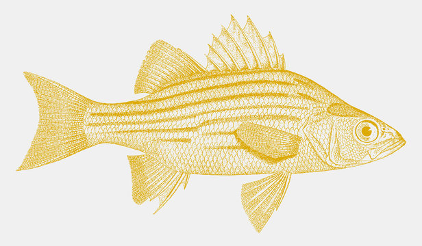 Yellow Bass, Morone Mississippiensis, A Freshwater Fish From The United States In Side View