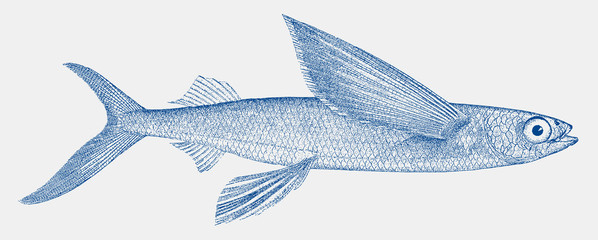 California flying fish cheilopogon pinnatibarbatus californicus from the Pacific Ocean