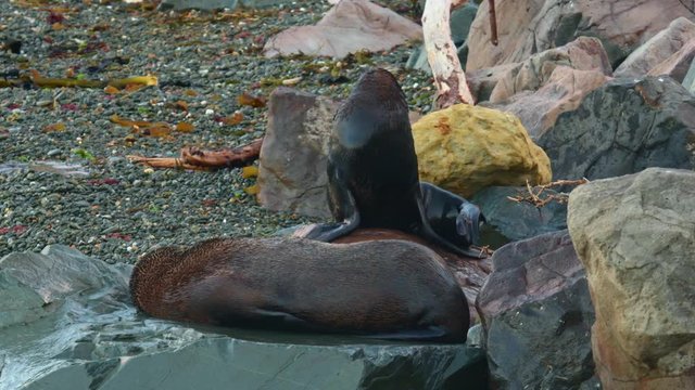New Zealand Fur Seal - Arctocephalus forsteri - kekeno two seals fighting and lying on the rocky beach in the bay in New Zealand. Waves and fight.