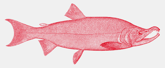 Male spawning-phase sockeye salmon oncorhynchus nerka, a fish from the Northern Pacific Ocean © M