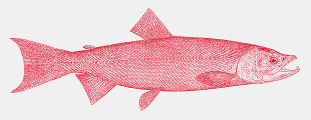 Female sockeye salmon, oncorhynchus nerka, a fish from the Northern Pacific Ocean in side view © M