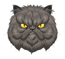 Angry Persian cat face