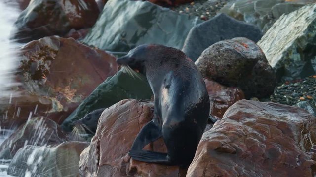 New Zealand Fur Seal - Arctocephalus forsteri - kekeno two seals fighting and lying on the rocky beach in the bay in New Zealand. Waves and fight.