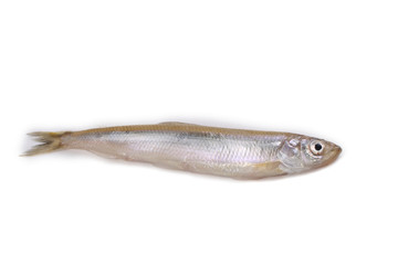 Smelt fish isolated on white. Pacific smelt variety