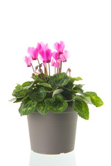 Red and pink Cyclamen