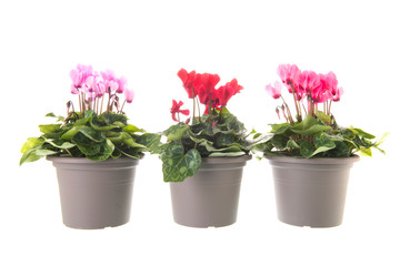 Red and pink Cyclamen