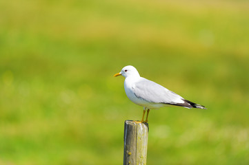 Great Black-headed gull on pole