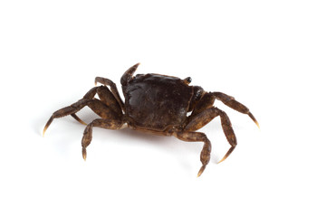 Little crab isolated on white background