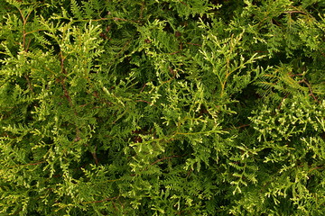 Green background from thuja twigs with a live plant.