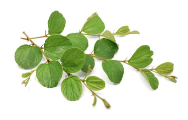 Jujube leaf isolated on white background