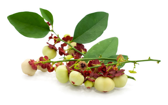 Sauropus androgynus isolated on white background