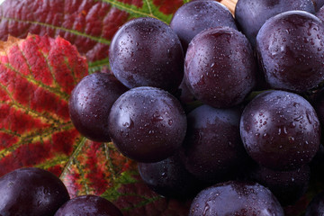 Grape on autumn leaves background