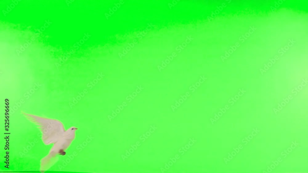 Poster flying pigeons in an isolated green screen. slow motion