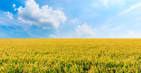 Rice growing in the field in autumn