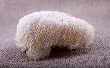 Hericium erinaceus mushroom (monkey head mushroom, bearded tooth fungus, bearded hedgehog mushroom, pom pom, lion's mane mushroom)