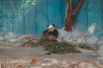 Panda in Hainan island China
