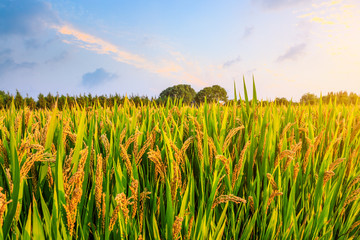 Obraz premium Field of ripe rice at dusk