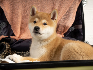 Close-up of a Shiba Inu puppy messing in a suitcase and looking at