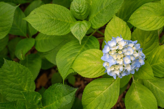 紫陽花images Browse 73 7 Stock Photos Vectors And Video Adobe Stock