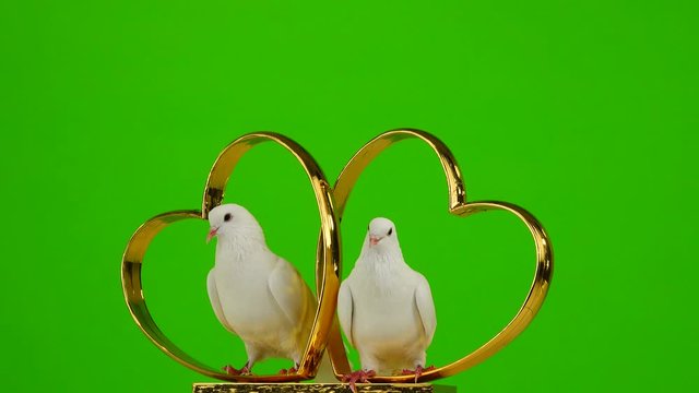 Wedding doves sit on a wedding symbol of golden hearts. green screen.