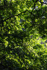 Fototapeta na wymiar Arbol frondoso visto desde abajo con luz de sol en otra luz y hojas de diferentes tonos de verdes