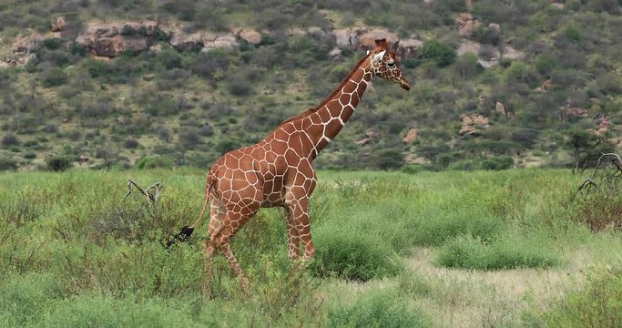 A giraffe walks in the savannah