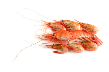 Big and little shrimps