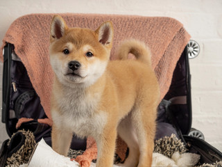 Close-up of a Shiba Inu puppy messing in a suitcase and looking at the camera