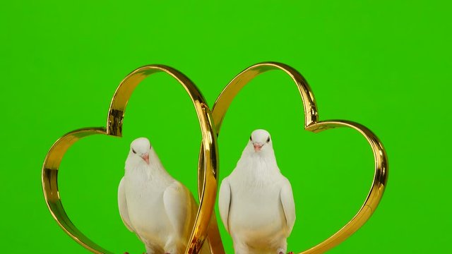 Wedding doves sit on a wedding symbol of golden hearts. green screen.