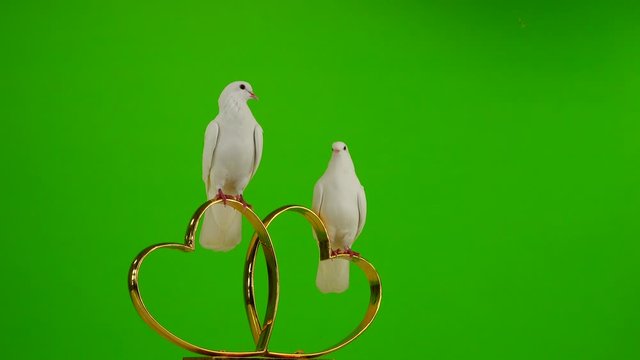 Wedding doves sit on a wedding symbol of golden hearts. green screen.