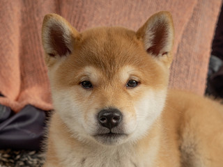Headshot of a Shiba Inu puppy looking at the camera
