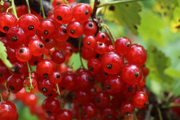 Growing red currant