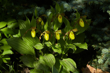 A wild North American spring blooming orchid in dappled sunshine, the Cypripedium parviflorum, commonly known as Yellow Lady's Slipper © JimmyC
