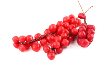 Schisandra Chinensis isolated on white