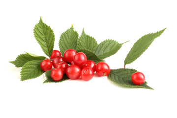 Nanking cherry and branch