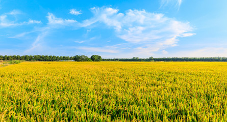 Ripe rice in farmland at dusk in autumn