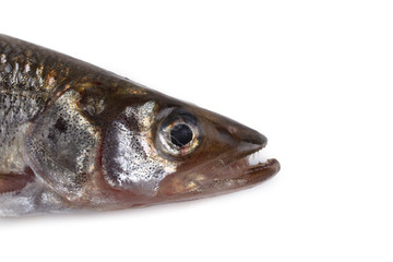 Smelt fish isolated on white. (Big Pacific smelt - Osmerus mordax)