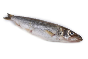Smelt fish isolated on white. (Big Pacific smelt - Osmerus mordax)